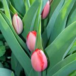 Tulpe rot in der Frühlingssonne (Tulipa)