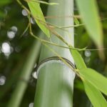 Bambus (Bambuseae)