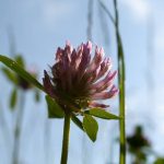 Wiesen-Klee (Trifolium pratense)