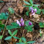 Alpenveilchen – Cyclamen purpurascens