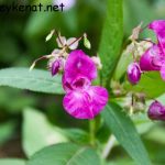 Drüsiges Springkraut – indisches Springkraut – Impatiens glandulifera pink