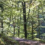 Weg durch den Wald zur Höllbachalm