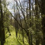Waldspziergang bei Salem