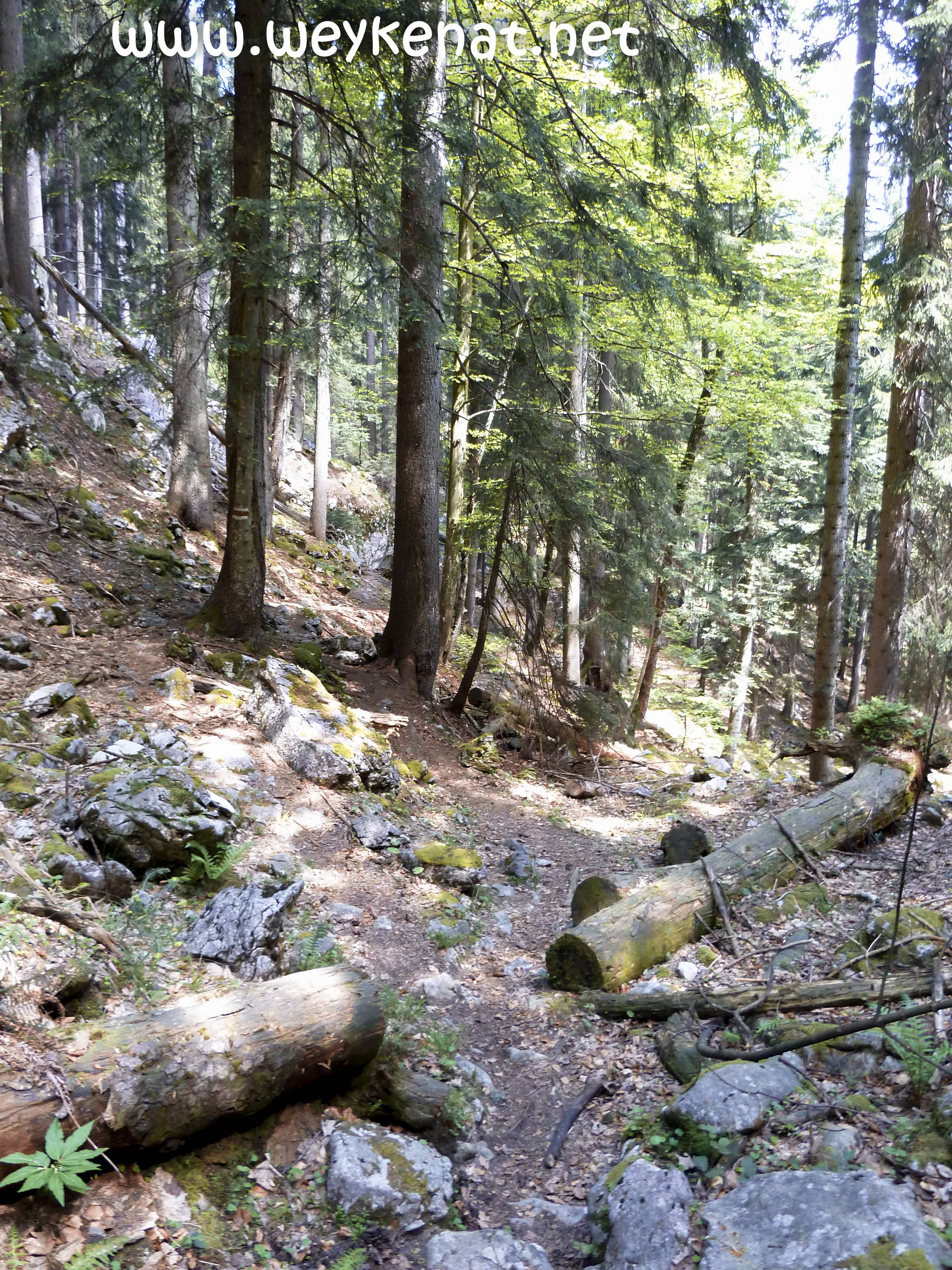 Waldweg Richtung Pflasterbachhörndl